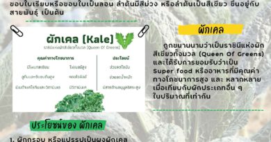 บทความ : ผักเคล (Kale)